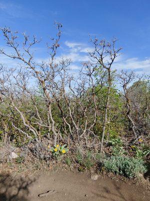 Wild Rose Trailhead Park