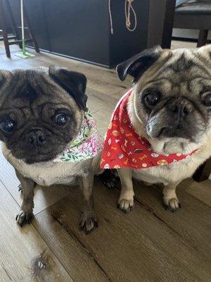 Pugsies after their bath.