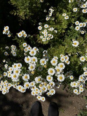 Camomile