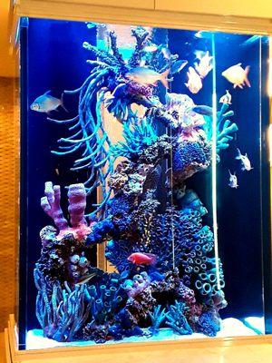 Stunning 300 Gal Freshwater Display Tank