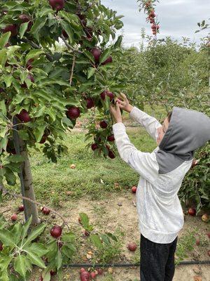 Apple picking