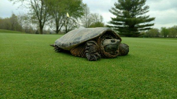 Snapping Turtle on number 10 green.