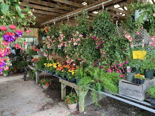 Flowers, plants