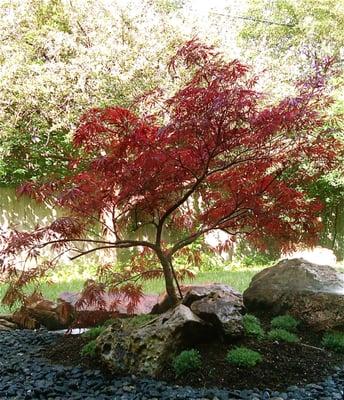 Small japanese garden.