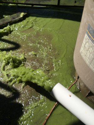 Evolution of a Green Pool, pic #2. Disassemble and thoroughly clean the filter.