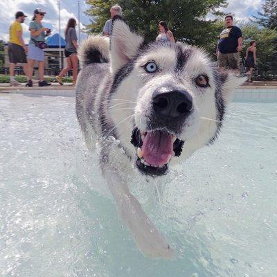 The Doggy Dip! We sponsor events for the Washtenaw County Parks and Rec like the Annual Doggy Dip at Rolling Hills Water Park!