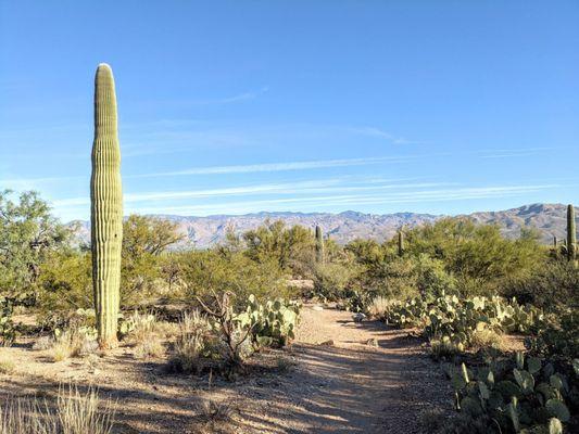 Cactus Forest Trail | Instagram: @telephonesmoothie