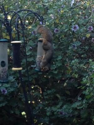 Squirrels are very determined; she stayed on for about five minutes but kept coming back several times; fun too watch.