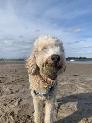 Jeffrey enjoyed off leash!