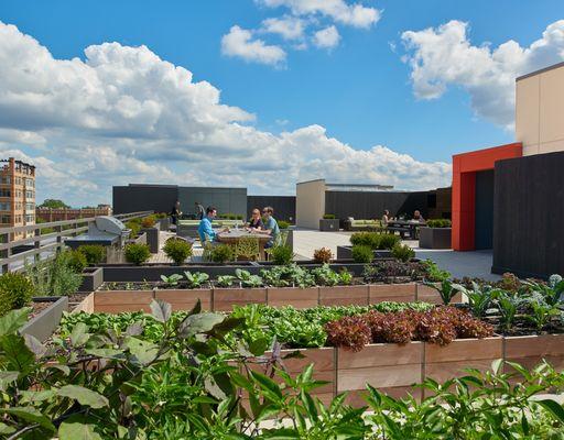 Rooftop Garden