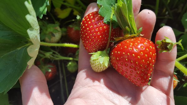 CSA members get to pick their own strawberries!