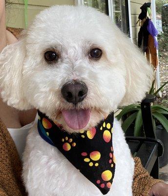 After his groom! One happy doggie