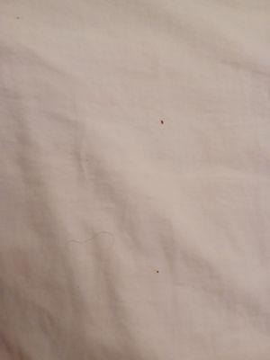 Pubic hair on sheets