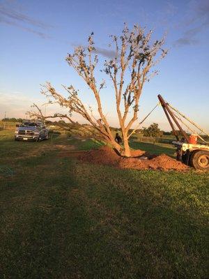 RCH Tree Transplant Services