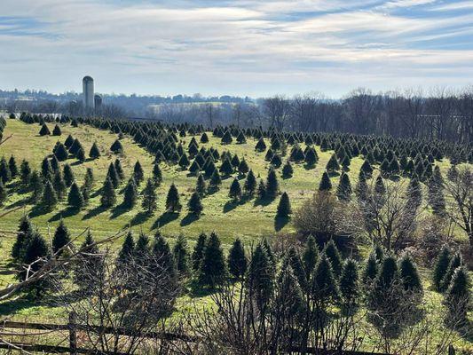 Frog Hollow Evergreens