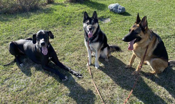 Bowser, Ragnar, and Hera enjoying the midnight sun