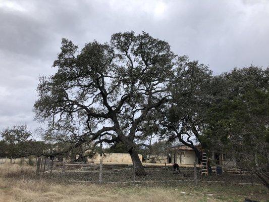 Deadwood removal in live oak tree