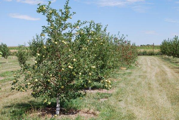 Masonville Orchards