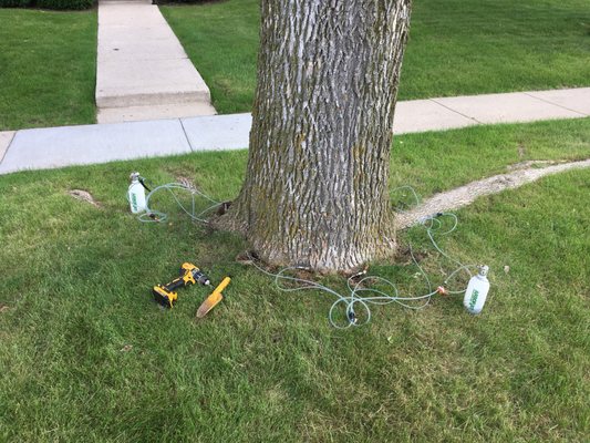 Tree-age injection of Ash tree