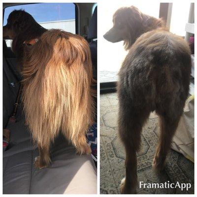 On the left is a before picture and on the right is the hack job they called a trim.