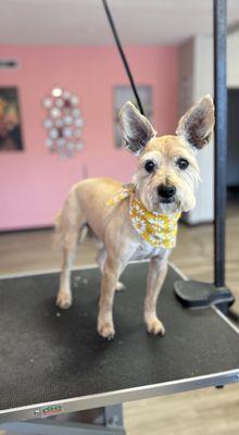 Lil Bear after his groom