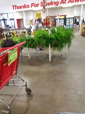 Some sale house plants.