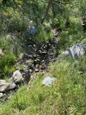 Shady stream along the trail