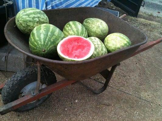 Seedless watermelons at Finca Pura Vida in time for July 4! #sfcfarmersmarket Sunset Valley @sfcveghead