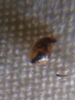 BED BUG! magnified 100x!