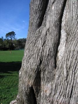 6th and Fulton in Golden Gate Park