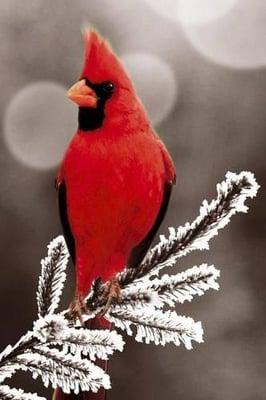 Red Bird Tallahassee Real Estate