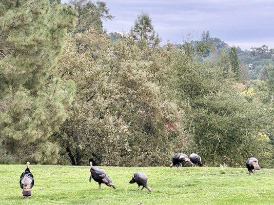 11/15/2023: A few visitors around the tennis court in time for Thanksgiving ;)