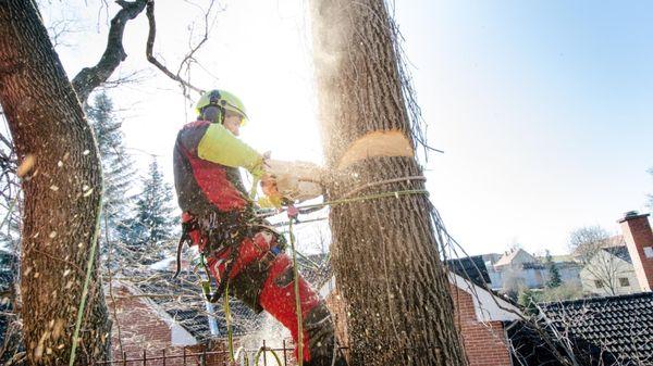 Carolina Tree Removal Pros of Cary