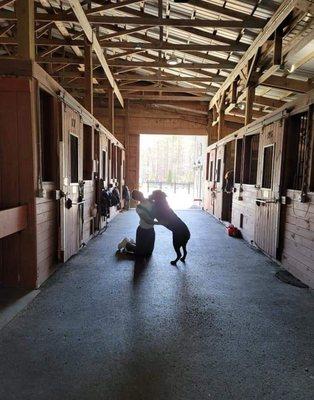 Blue Ridge Stables