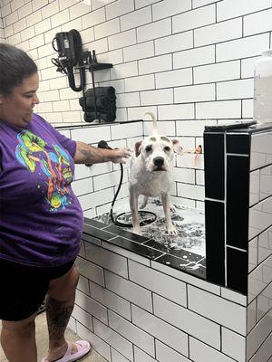 Self service Dog Wash