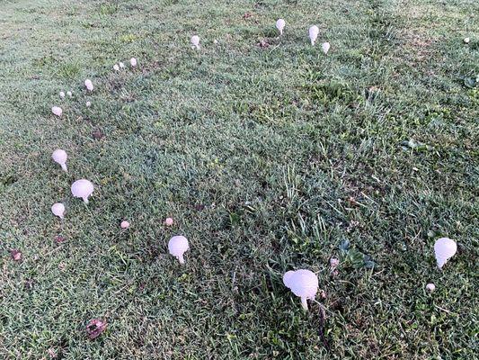 Fall is about change as shown by this Fairy Circle.