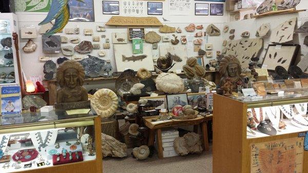 All different types of fossils!