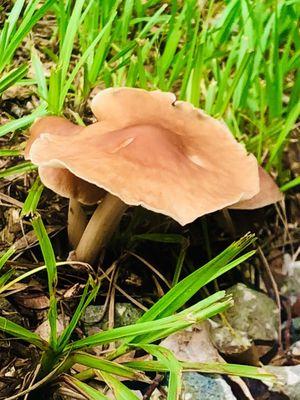 Wild Florida Mushrooms.