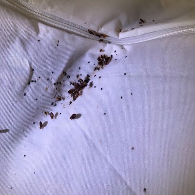 Bedbugs infestation