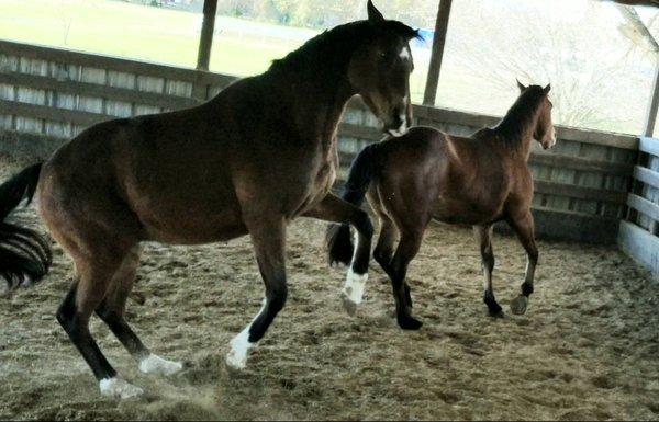 When the weather is nasty and the pasture is wet, we have turnout available with a buddy!