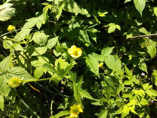 Yellow Flor.