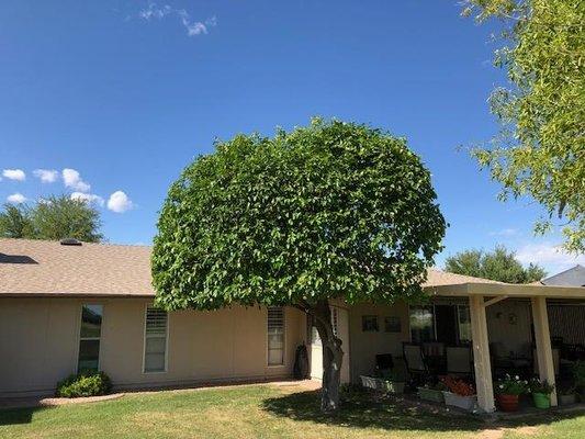 Luis and Family Landscaping