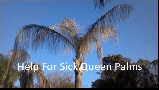 For help with your Queen Palms go to https://tree-disease-treatments-mesa-az.com/