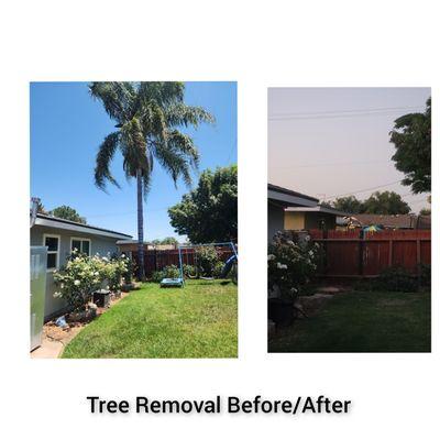 Before/After Palm Tree Removal