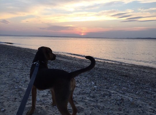 Brady loves MV sunsets too!!