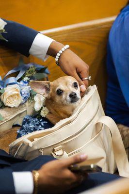 Wedding Floral Piece for my dog's collar!
 
 Photo by Yang Lu Photography