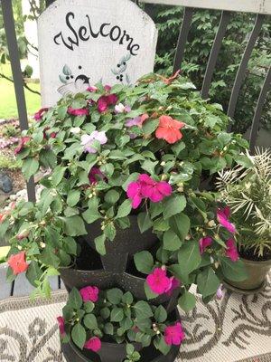 Impatiens