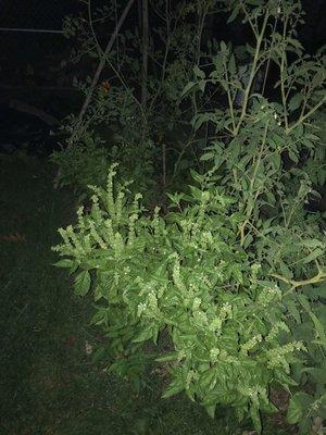 Basil and tomatoes growing together as companions