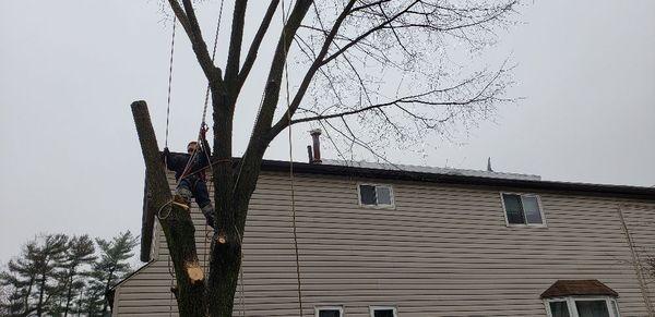 The way we removed this tree was to carefully take down every branch then proceed to remove from top to bottom.