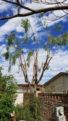 Acacia that had a lot of damage in the top. Did crown reduction.